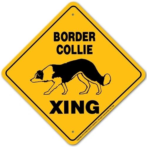 Border Collie Xing Sign Aluminum 12 in X 12 in #20585
