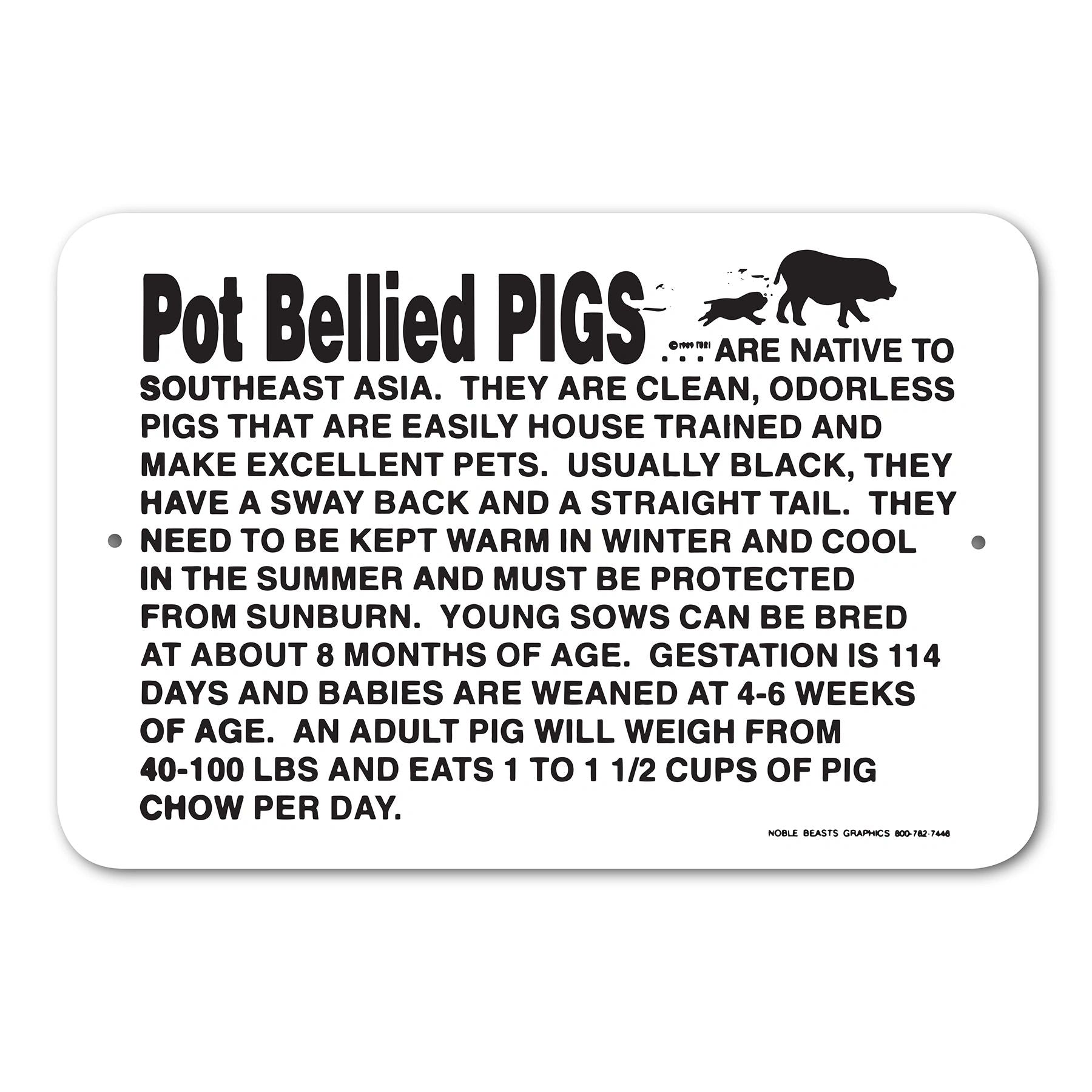 pot bellied pigs sing