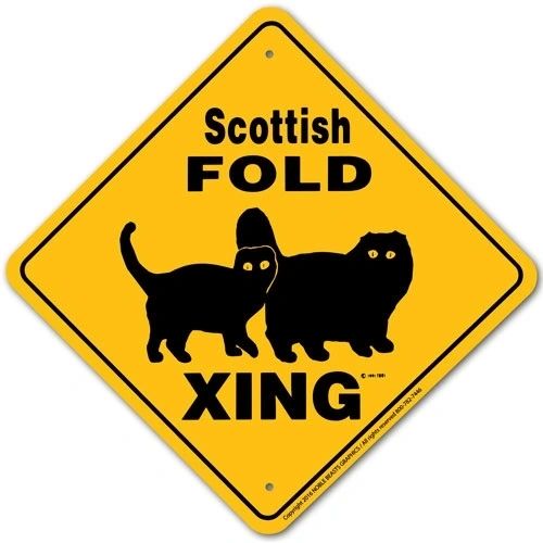 Scottish Fold Xing Sign Aluminum 12 in X 12 in #20697